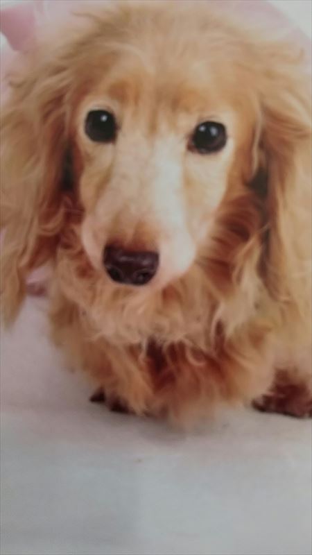 ミニチュアダックス