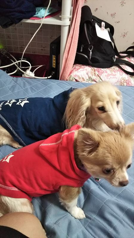 ミニチュアダックス