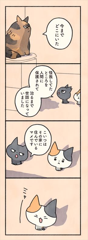 もしもなんて来ないと思ってた猫