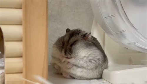 ハムスター