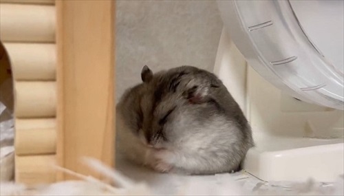 前傾姿勢のハムスター