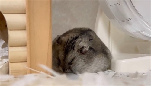 ポテンと倒れるハムスター