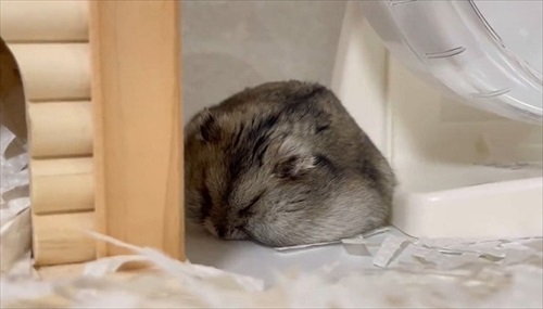 寝ているハムスター