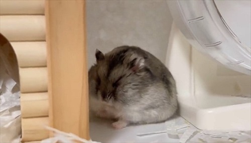 顔を上げるハムスター