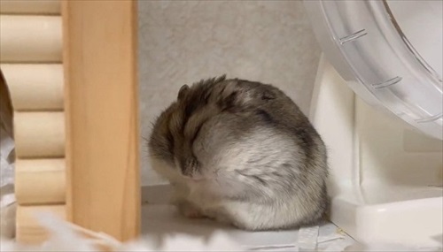 頑張るハムスター