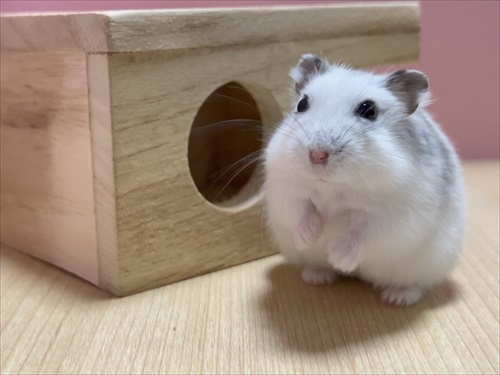 生後3カ月のハムスター