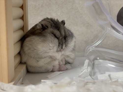 生後8カ月のハムスター