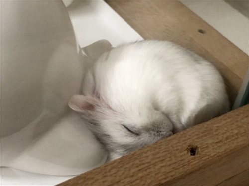野良寝するハムスター