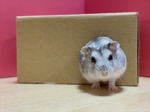 かわいいハムスター
