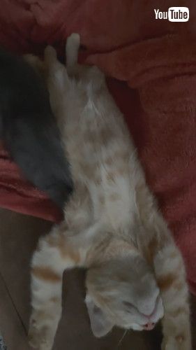 のびのび眠る子猫