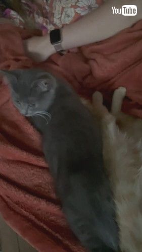 子猫に乗られたグレーの猫