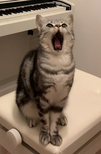 歌うあんこくん