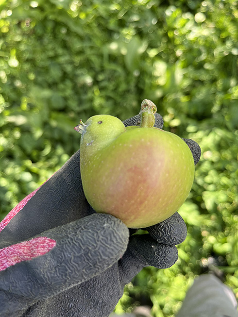 Twitter りんご 農家