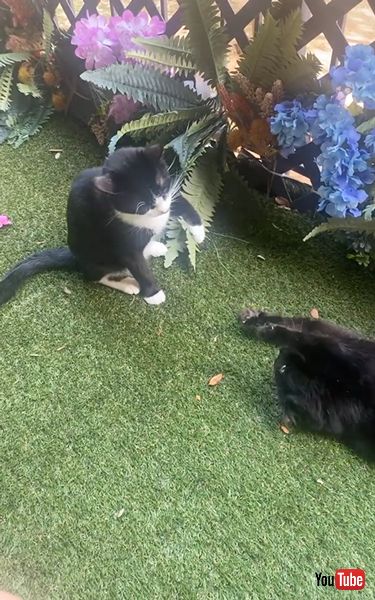 カンフーキャット