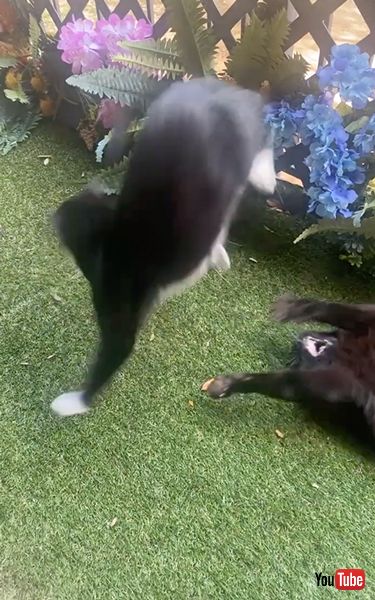 カンフーキャット