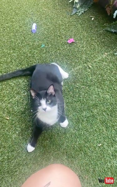 カンフーキャット