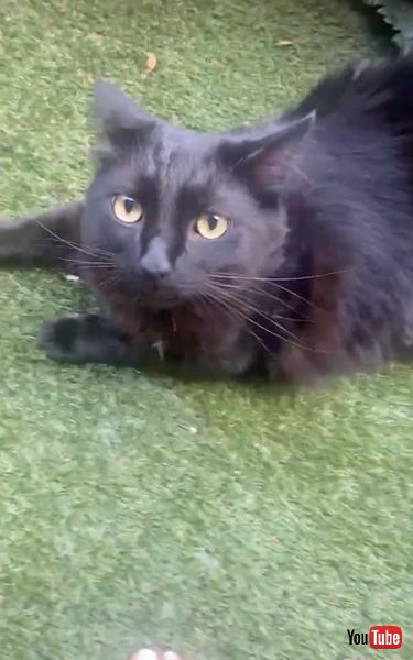 カンフーキャット