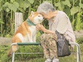 柴犬とおばあちゃんの“暑さを感じない”ツーショットに「なぜか涙が」　一面ひまわりの幻想的な光景が257万表示
