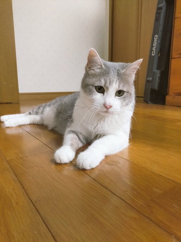 グレーと白の猫伏せ