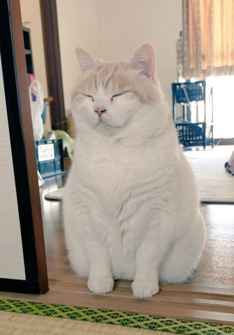 前向いてニッコリ顔猫