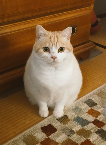 天井と猫ちゃん下から