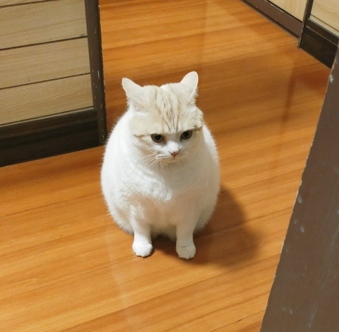 イカ耳猫ちゃん