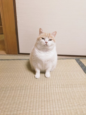 畳でお座り猫ちゃん