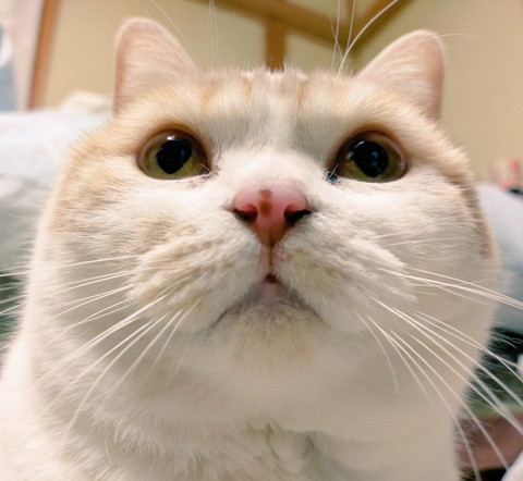 驚いた顔の猫ソファ