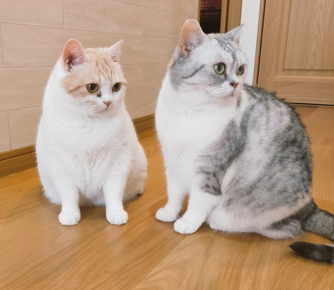 2匹の猫ちゃん