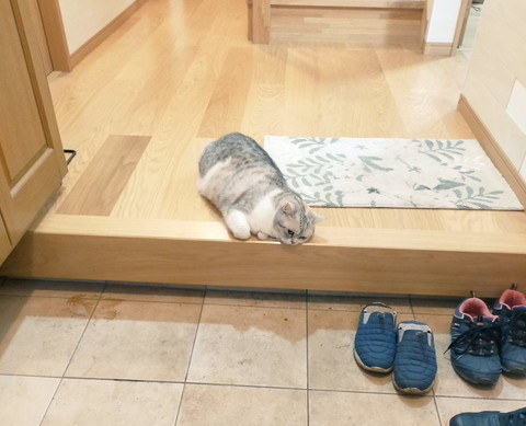 玄関にいる猫ちゃん