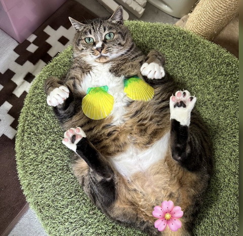 お腹見せてる猫ちゃん