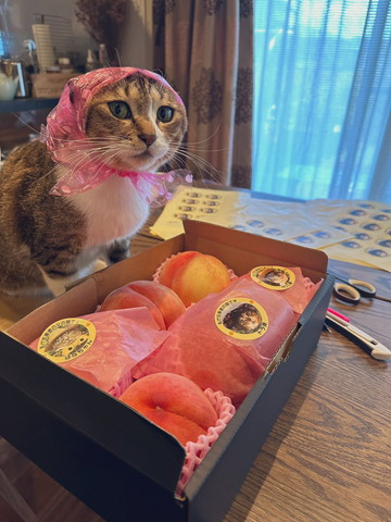 テーブルに桃と猫ちゃん