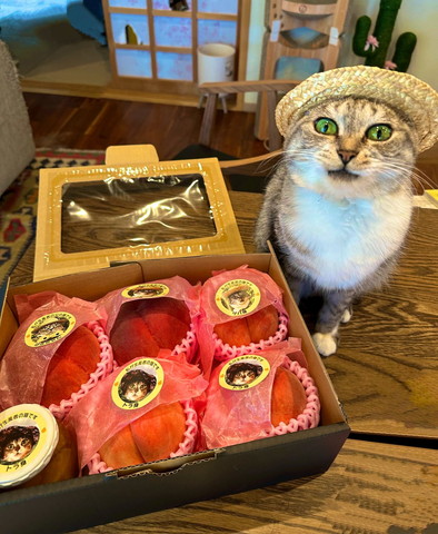 桃と並ぶ猫正面