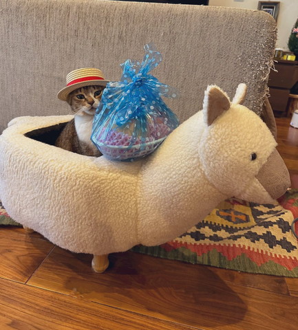 アルパカに乗る猫室内