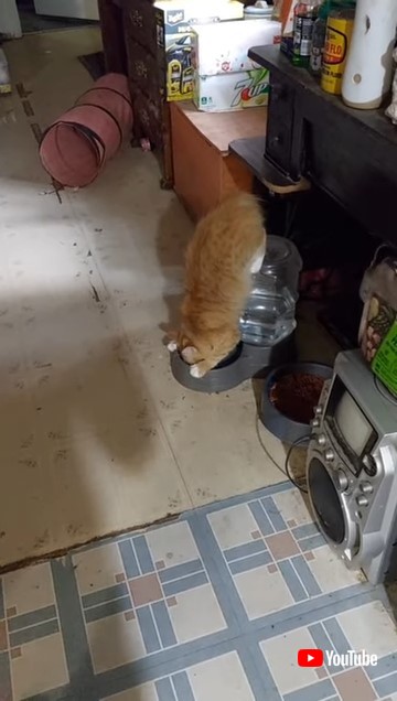 逆さまで水を飲む猫