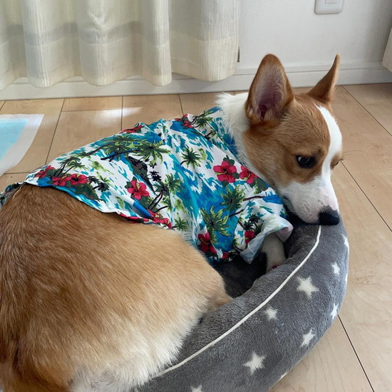 アロハシャツを着た犬