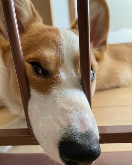 柵にはさまる犬