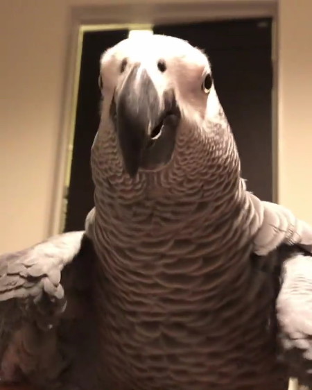 ヨウム