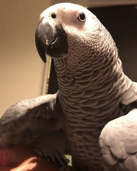 クックさんのアップ画像