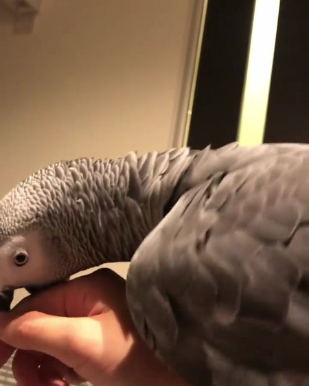 クックさんが甘える