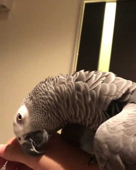 クックさんスリスリ