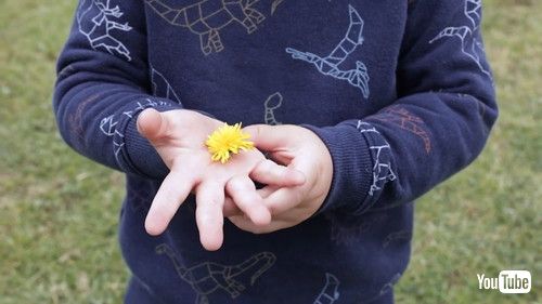 「Kid Collects Dandelions in His Toy Truck From Park - 1432946」