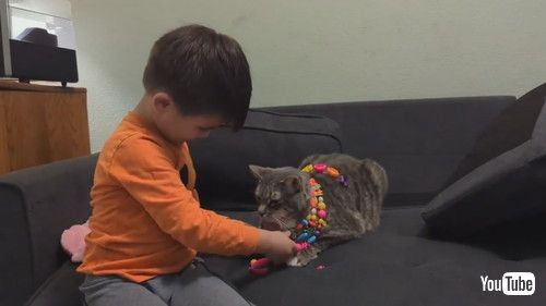 「Kid Dresses Up Cat With Necklaces Made Out of Pop Beads - 1409427」