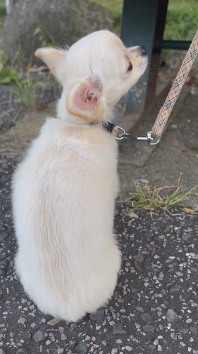 初めてのお散歩