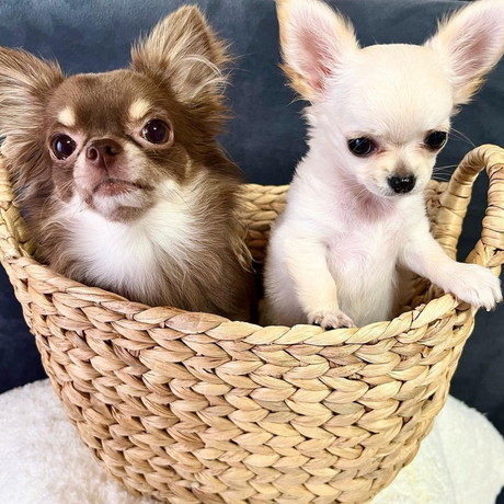 初めてのツーショットのチョコくんとラテちゃん