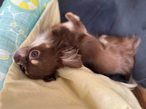 まったりする犬