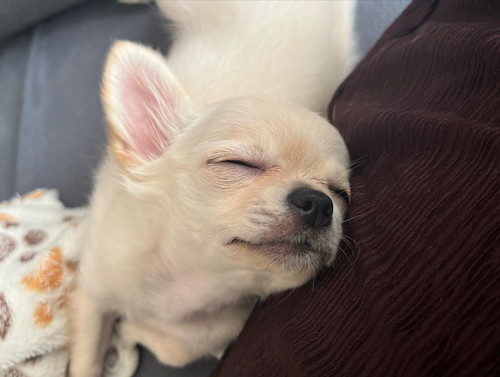 すやすや寝るチョコくんとラテちゃん