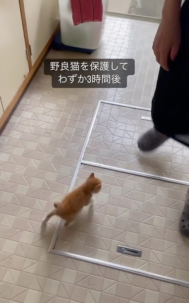 一生懸命ついてくる子猫