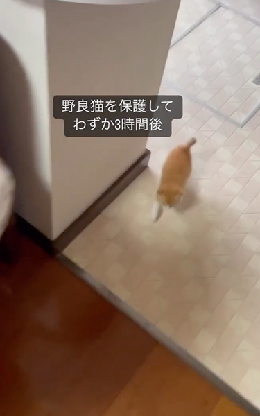 一生懸命ついてくる子猫