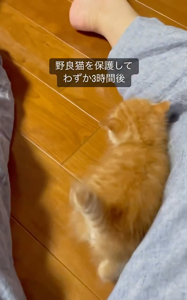 一生懸命ついてくる子猫
